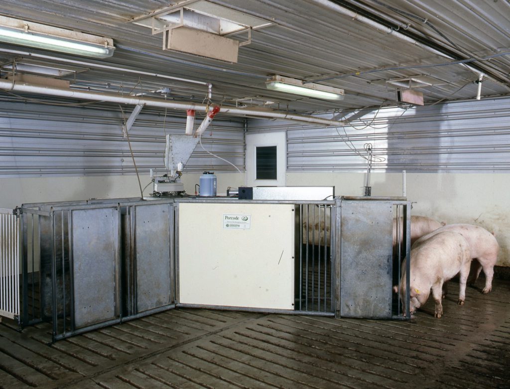 Electronic Sow Feeding (ESF)