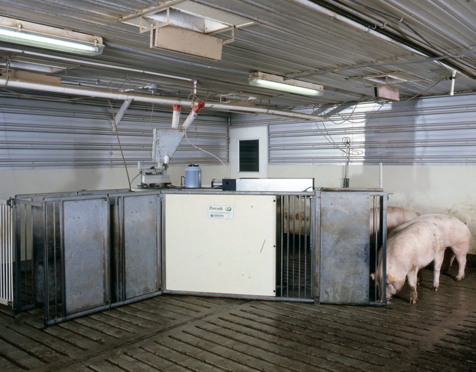 Electronic Sow Feeding (ESF)